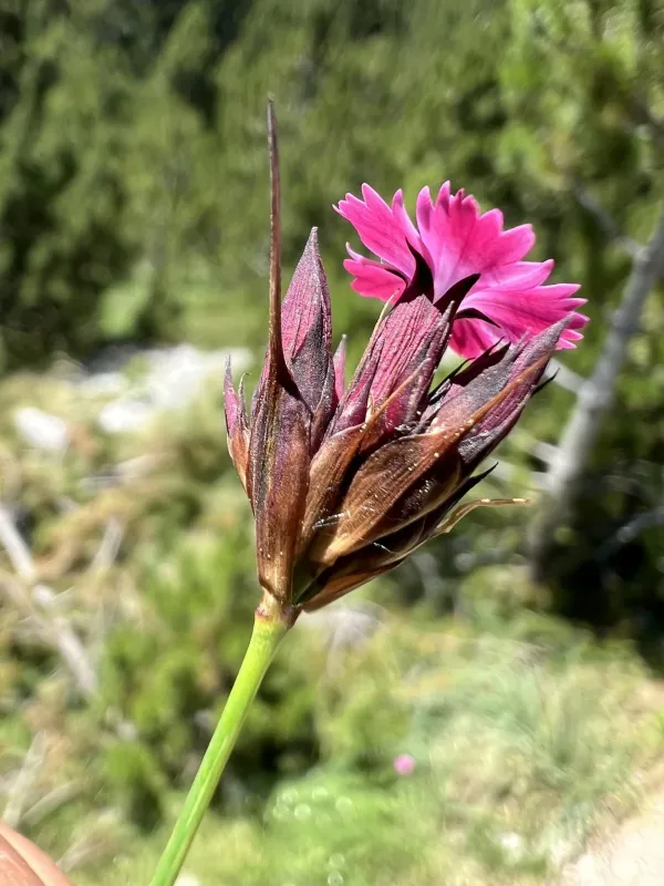Giant pink
