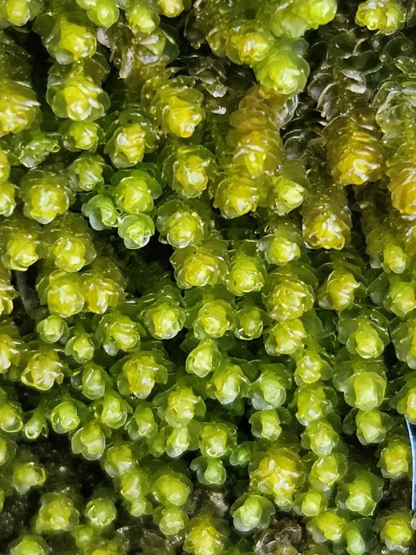 Marsupella emarginata