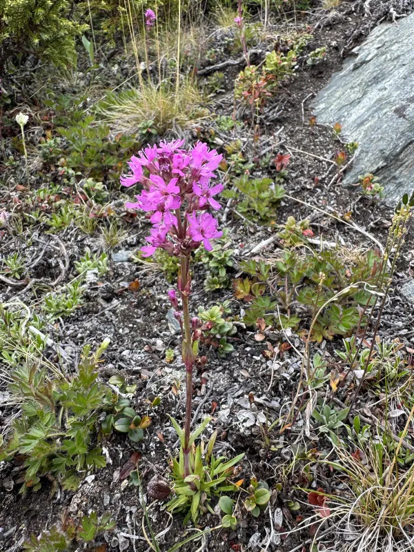 Sticky catchfly hybrid