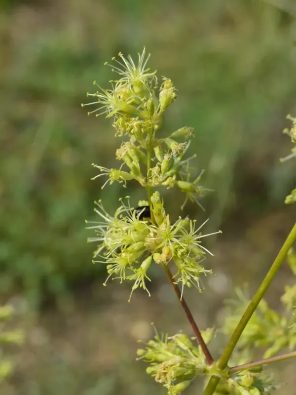 Silene densiflora
