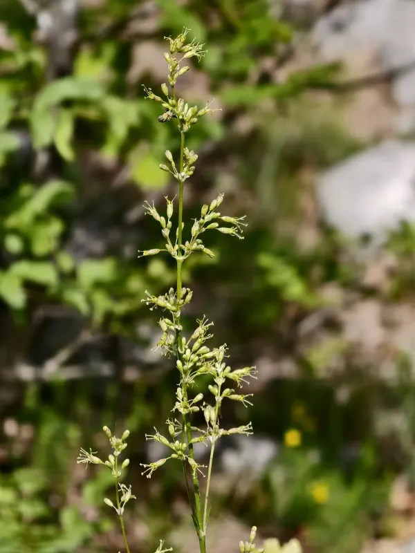 Spanish catchfly