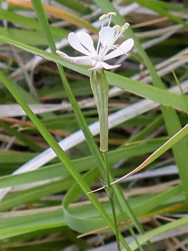 Silene nodulosa