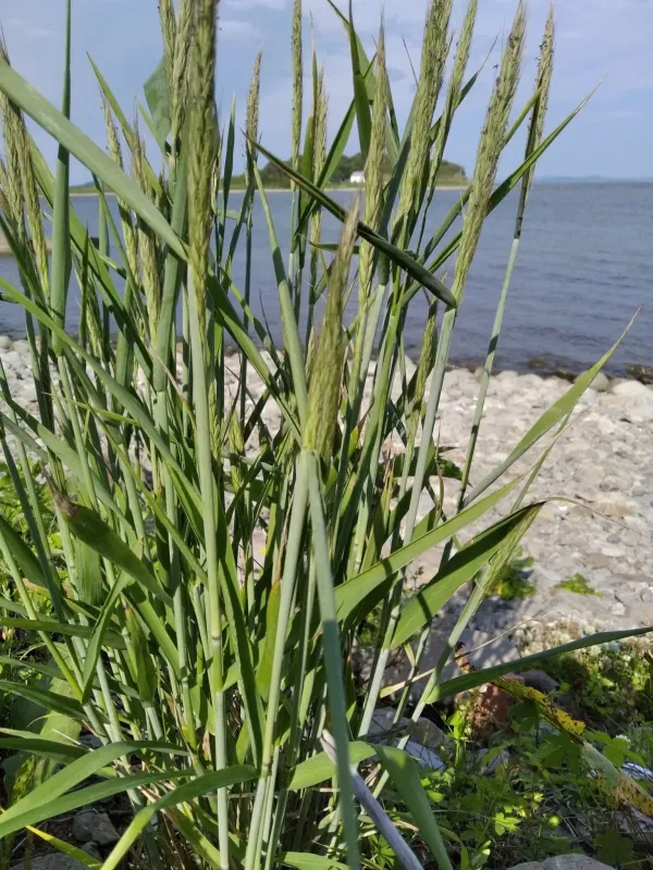 Пирійник даурський