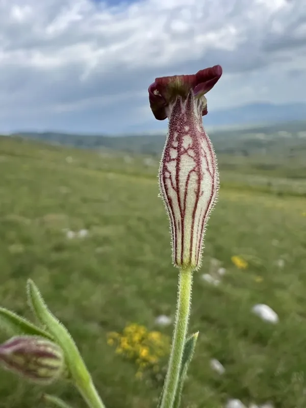 Смілка валійська