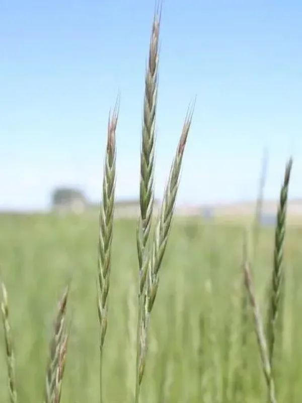 Hoffmann's wheatgrass