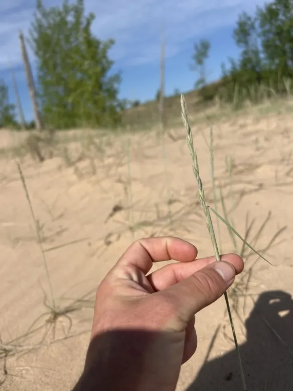 Thickspike wheatgrass