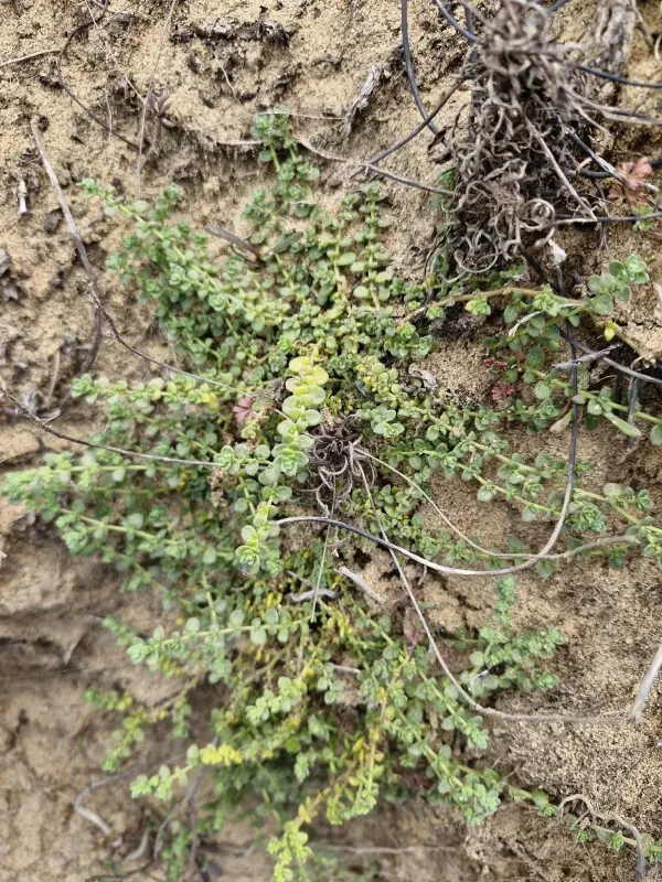 Shore rupturewort