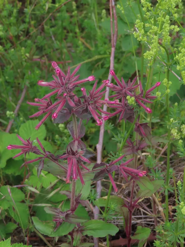 Saponaria glutinosa