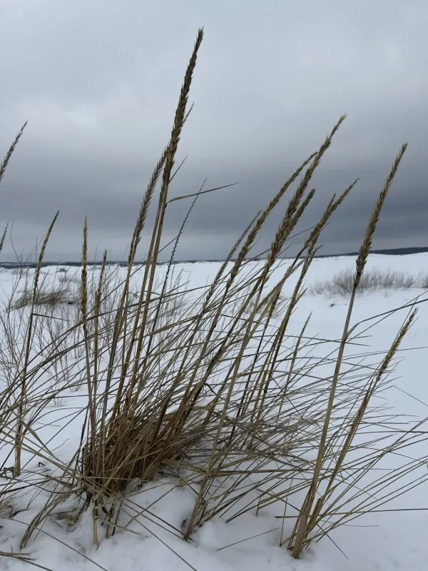Giant lyme grass