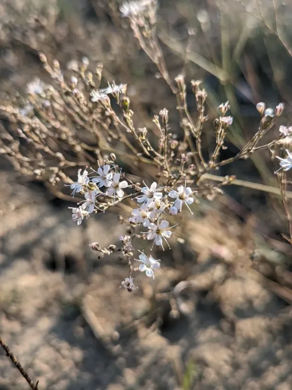 Gypsophila fastigiata