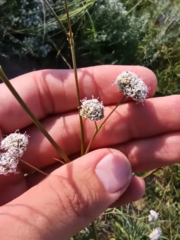 Gypsophila glomerata