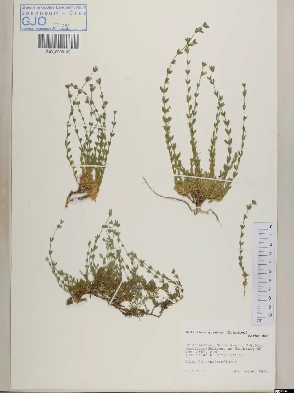Bolanthus graecus
