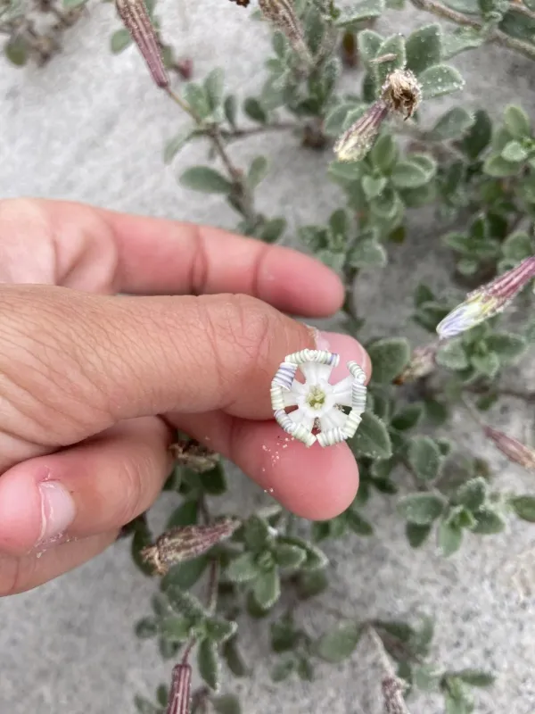 Silene succulenta