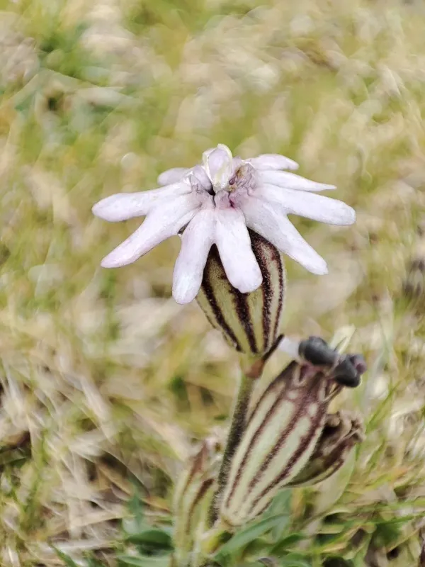 Fringed campion
