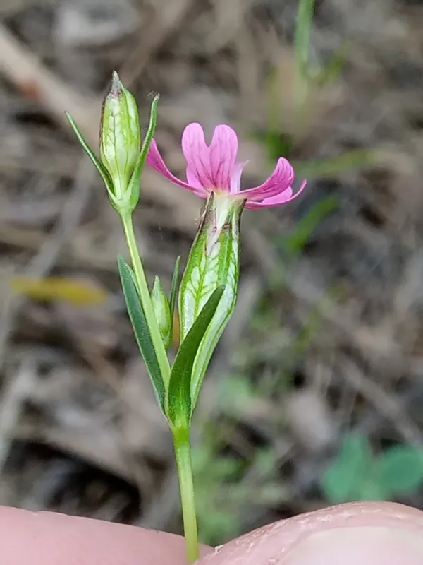 Silene stricta