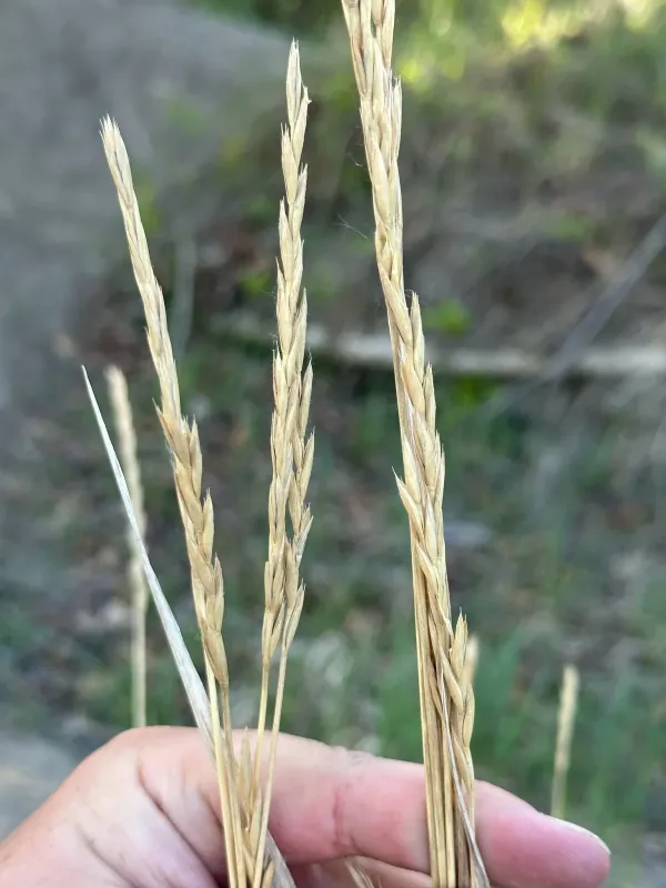 Slender wheatgrass