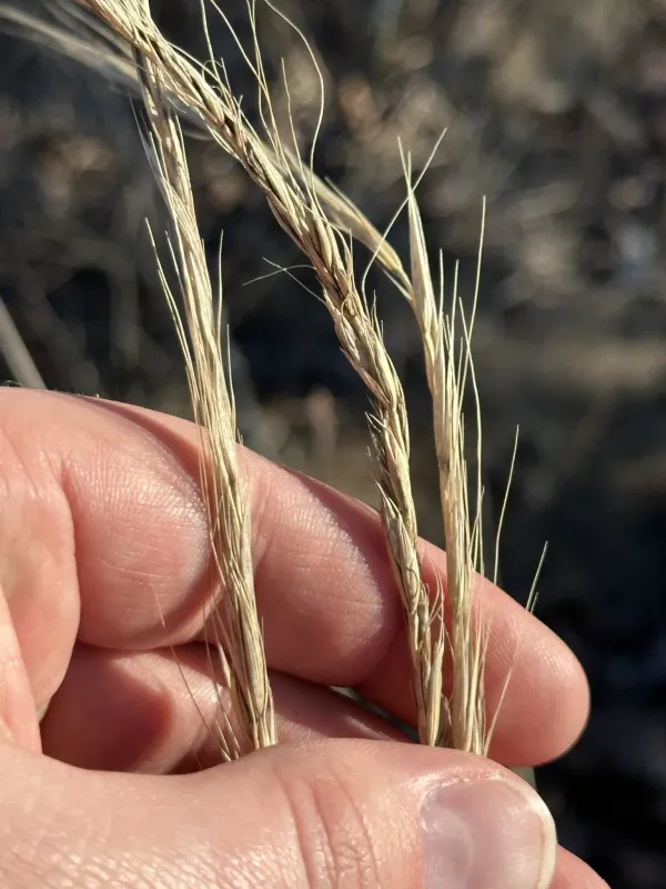 Slender wheatgrass