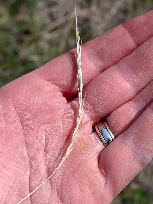 Slender wheatgrass