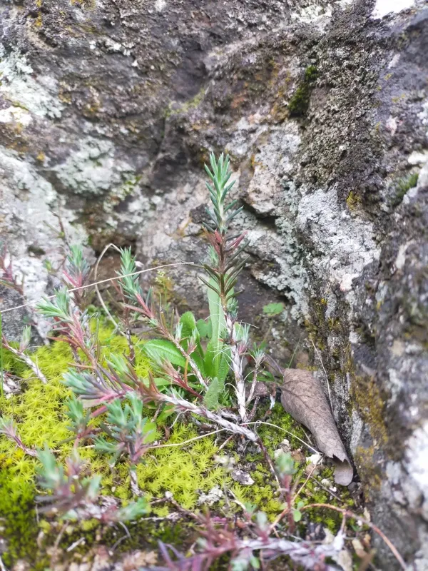 Petrosedum amplexicaule