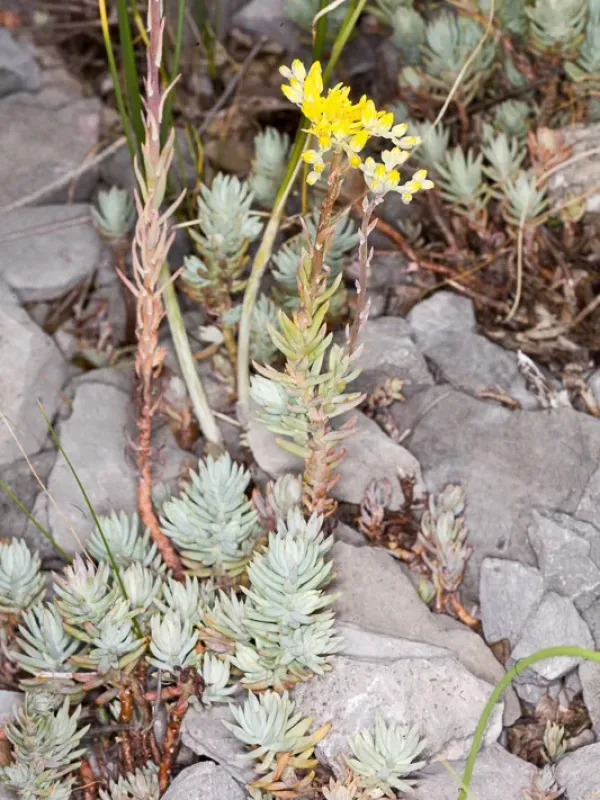 Petrosedum erectum