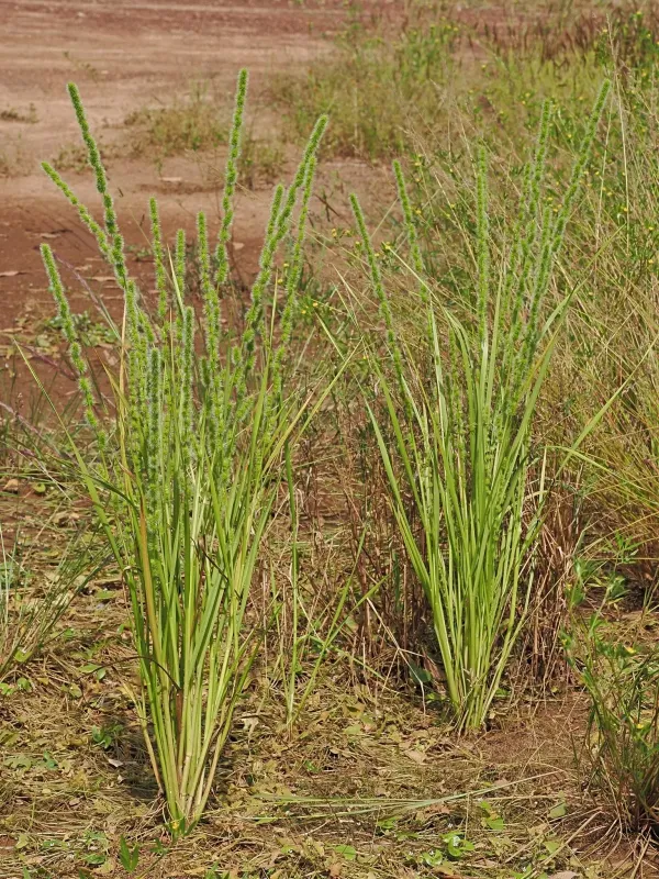 Elytrophorus spicatus