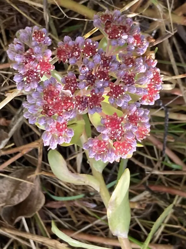 Hylotelephium anacampseros