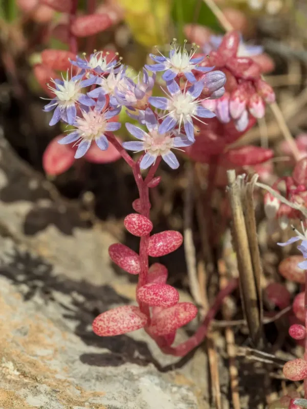 Blue stonecrop