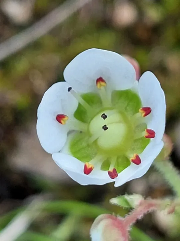 Micranthes merkii