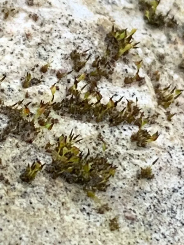 Seligeria calcarea