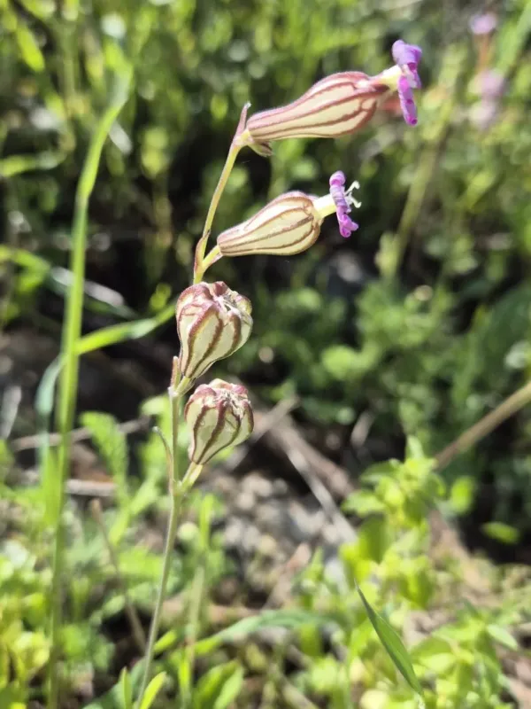 Silene secundiflora