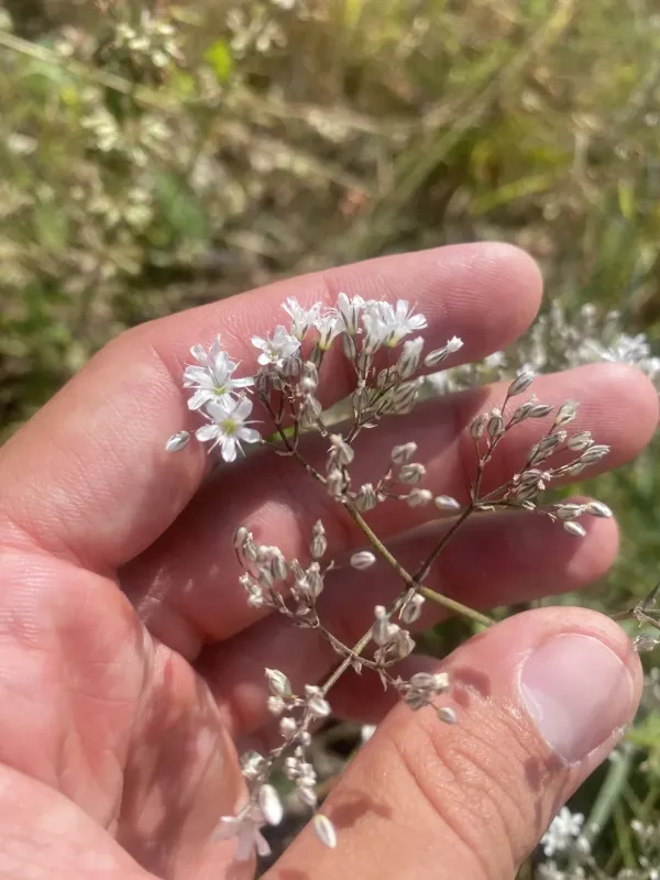 Gypsophila acutifolia