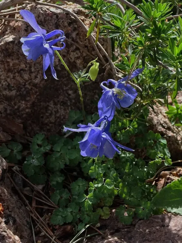Otton's Columbine