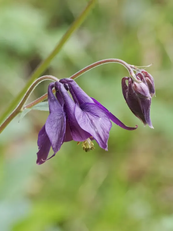 Dark columbine