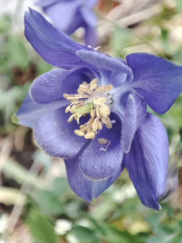 Pyrenean Columbine