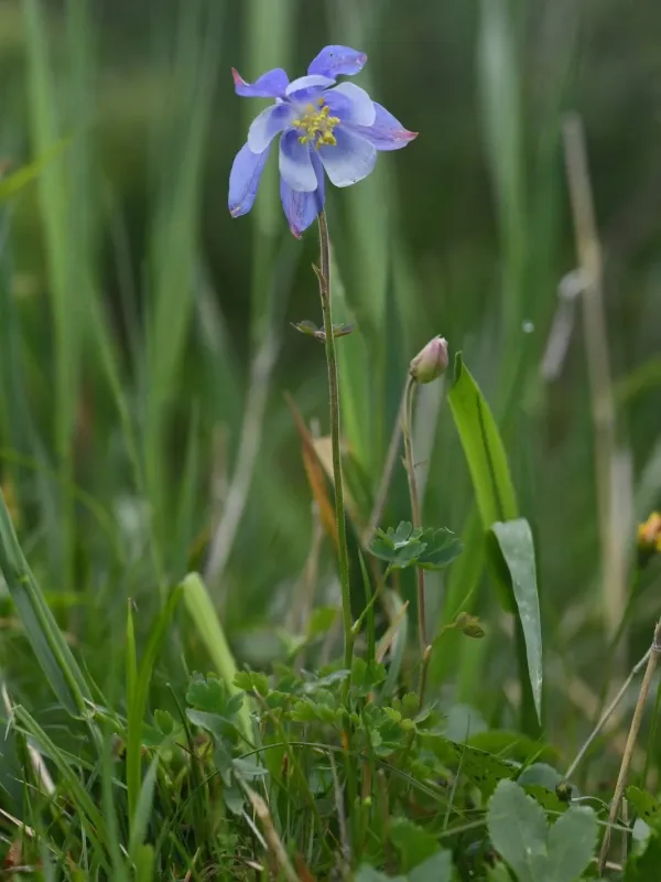 Aquilegia litardierei