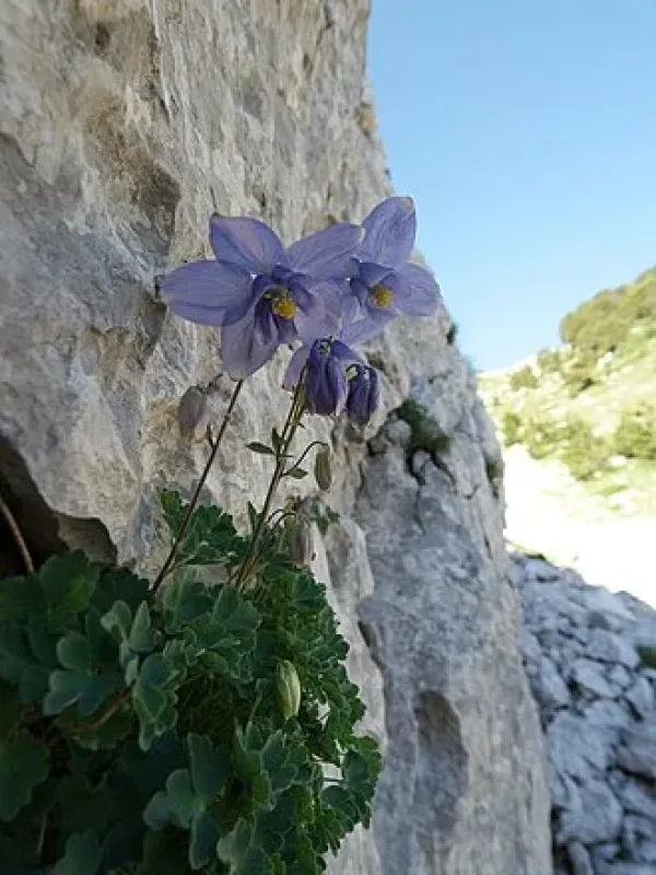 Aquilegia colchica