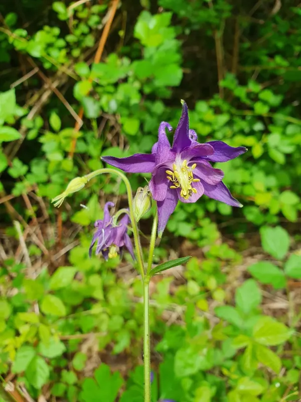 Aquilegia dumeticola
