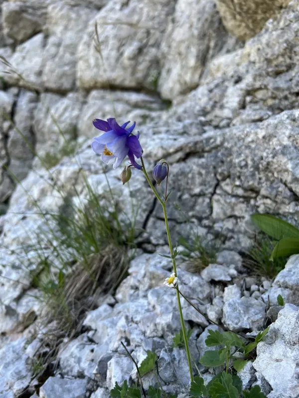 Dinaric columbine