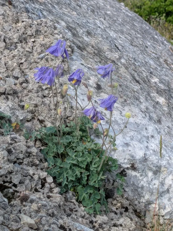 Aquilegia viscosa