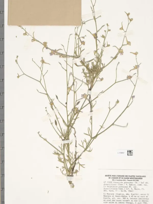 Consolida pubescens