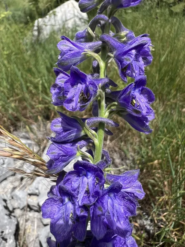 Delphinium fissum