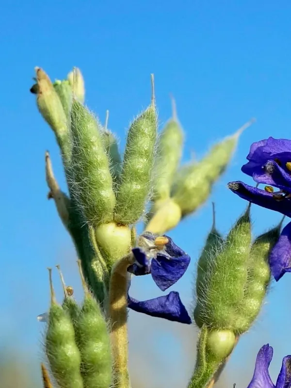 Greek delphinium