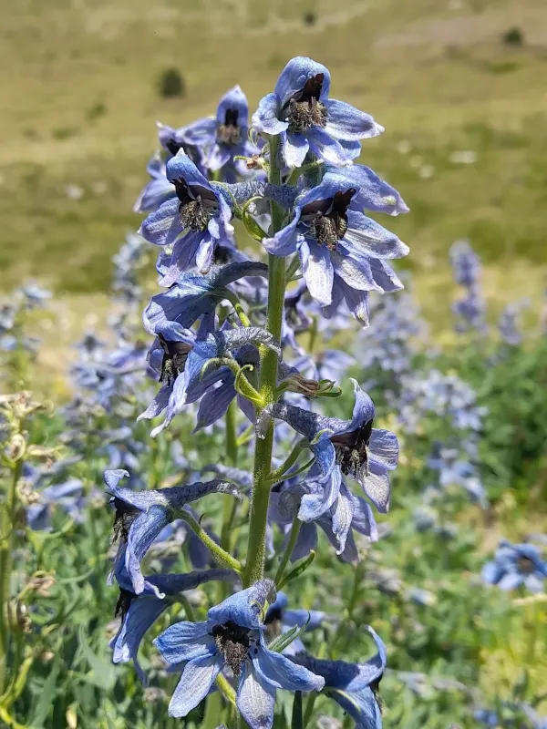 Mountain Larkspur