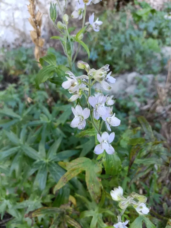 Delphinium pictum