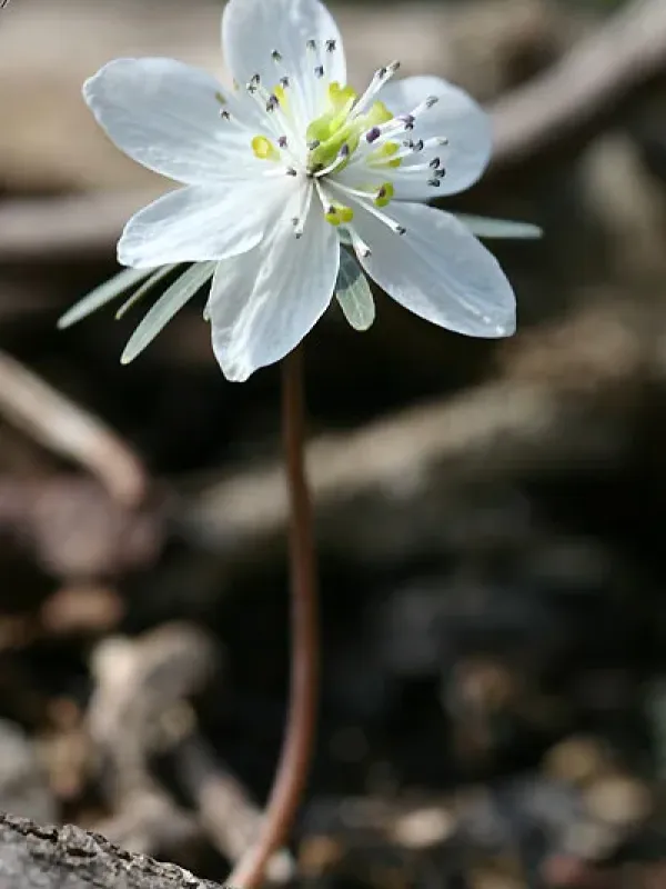 Eranthis pinnatifida
