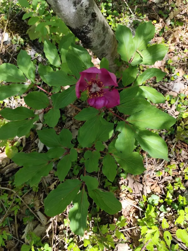Paeonia mascula