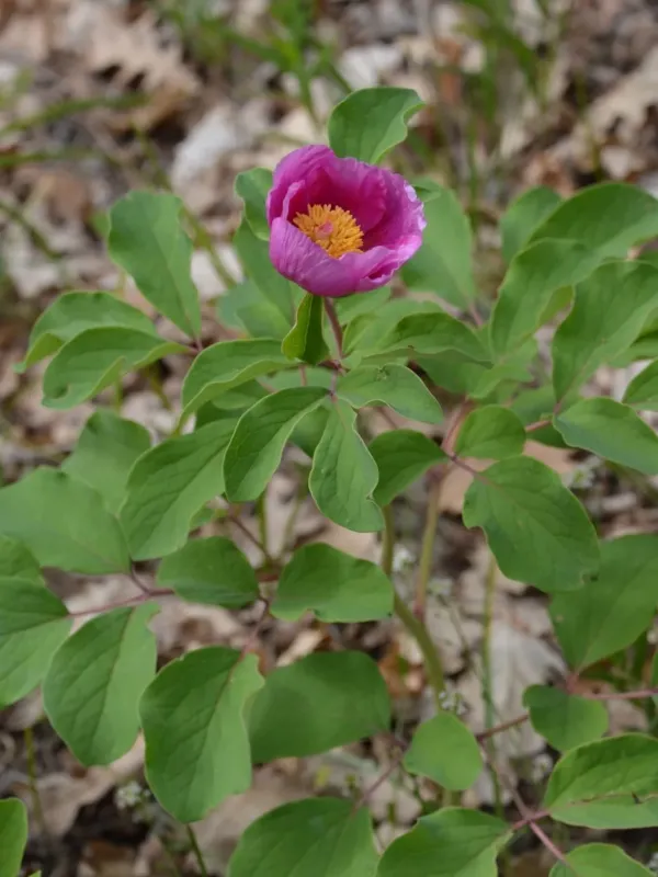 Caucasian peony