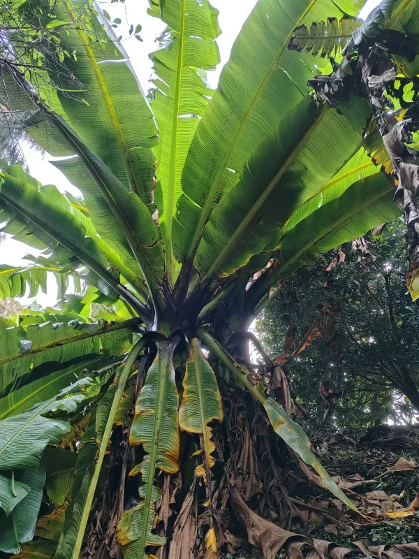 Musa schweinfurthii