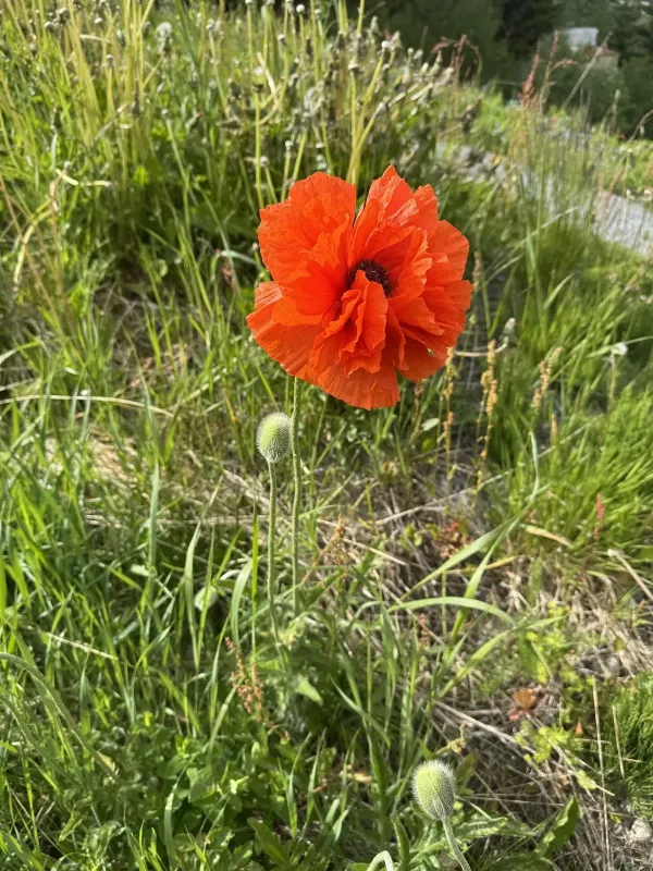 Pseudo-oriental poppy