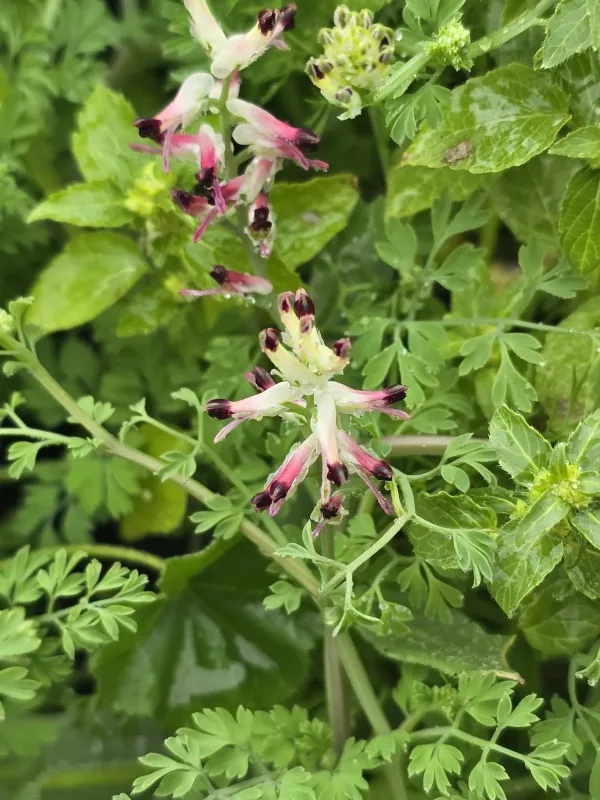 Mountain fumitory